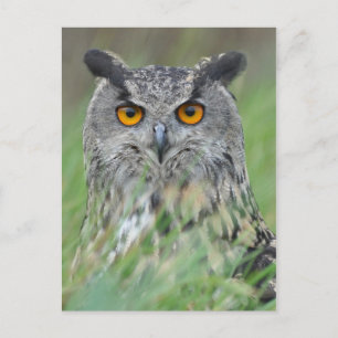 Wowl Postcard