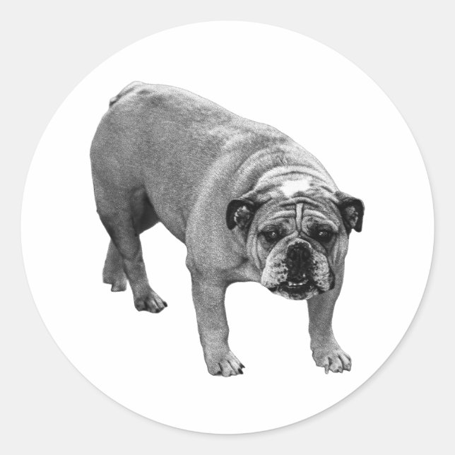 Wrap Seal Bulldog (Front)