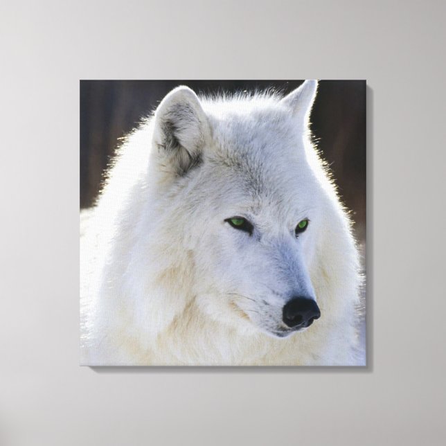 Wrapped Canvas/Green Eyed White Wolf Canvas Print (Front)