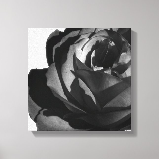 Wrapped Canvas Print, Black Rose Bloom (Front)