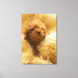 Wrapped up Poodle Canvas Print