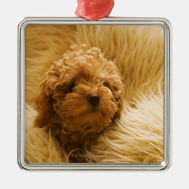 Wrapped up Poodle Metal Tree Decoration (Front)