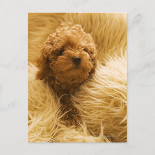 Wrapped up Poodle Postcard