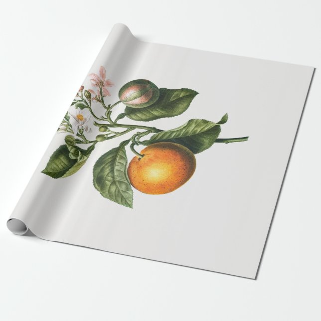 WRAPPING PAPER : BITTER ORANGE BLOSSOM (Unrolled)