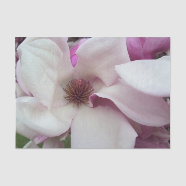 Wrapping Tissue - Saucer Magnolia Bloom Paper (Front)