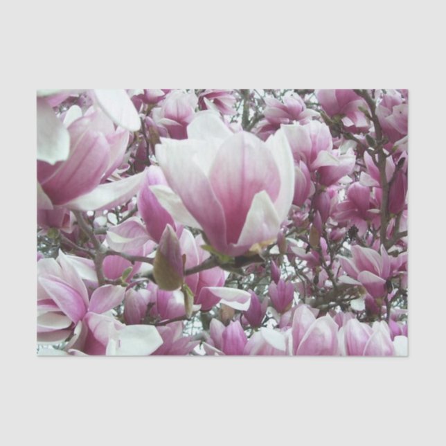 Wrapping Tissue - Saucer Magnolia Tissue Paper (Front)