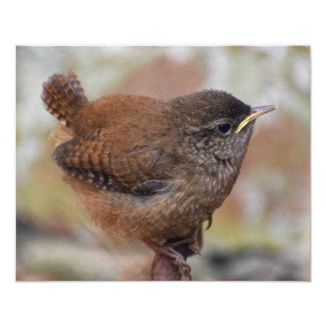 Wren Photo Print (Front)