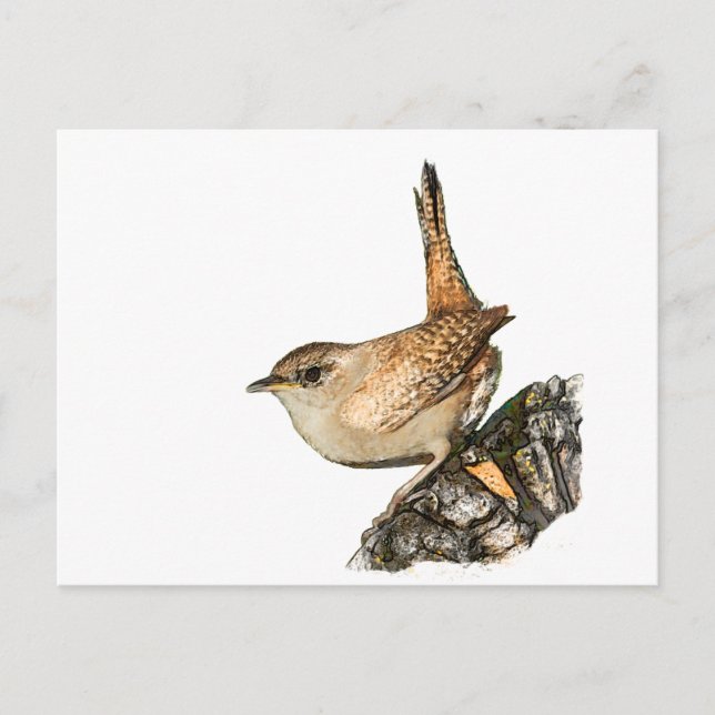 Wren Postcard (Front)