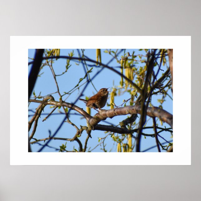 Wren  poster (Front)