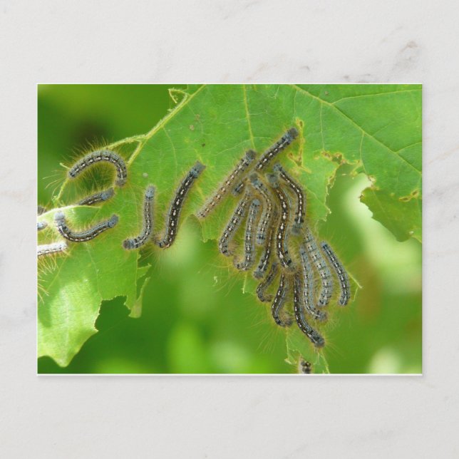 wriggling caterpillars postcard (Front)
