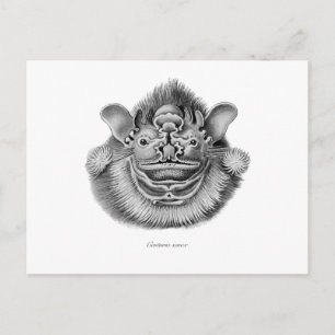 Wrinkle-faced Bat Postcard