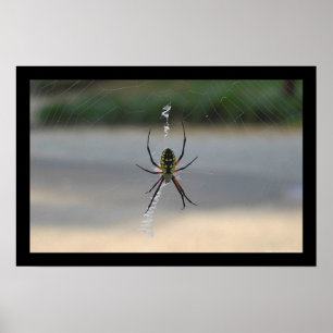 Writing Spider (Argiope Aurantia) Poster