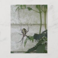 Writing Spider Black Yellow Garden Spiders Photo