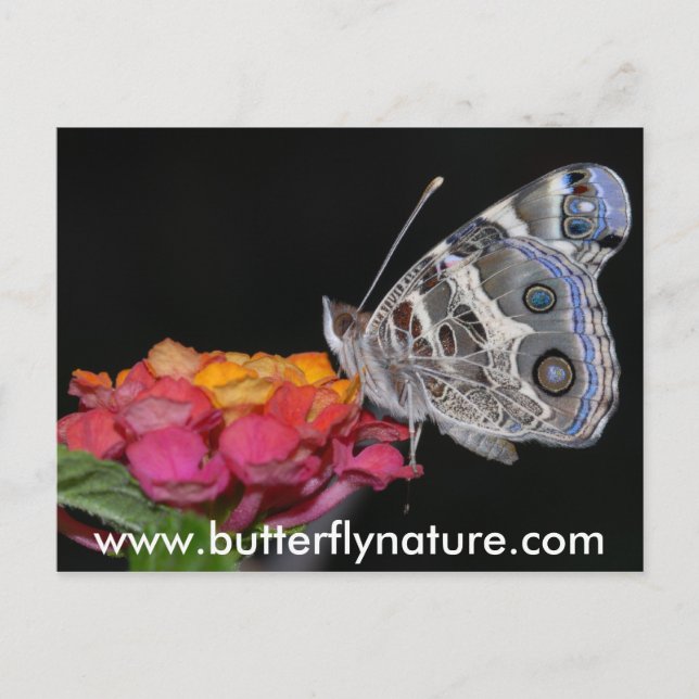 www.butterflynature.com postcard (Front)