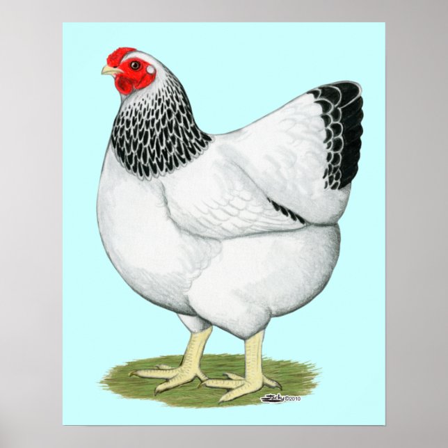 Wyandotte:  Columbian Hen Poster (Front)