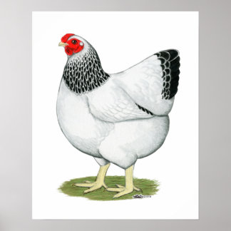 Wyandotte: Columbian Hen Poster