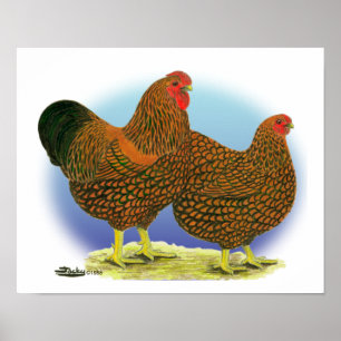 Wyandotte:  Golden-laced Pair Poster