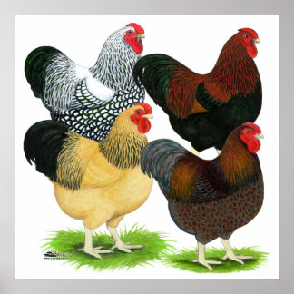 Wyandotte: Rooster Assortment Poster