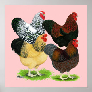 Wyandotte: Rooster Assortment Poster