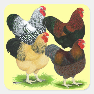 Wyandotte: Rooster Assortment Square Sticker