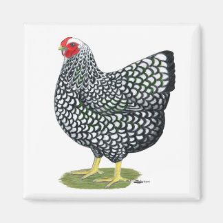 Wyandotte:  Silver-laced Hen Magnet