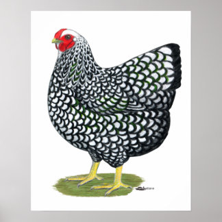 Wyandotte: Silver-laced Hen Poster