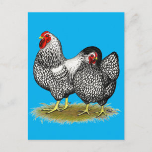 Wyandotte: Silver Pair Postcard