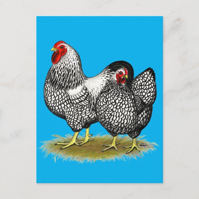 Wyandotte:  Silver Pair Postcard (Front)