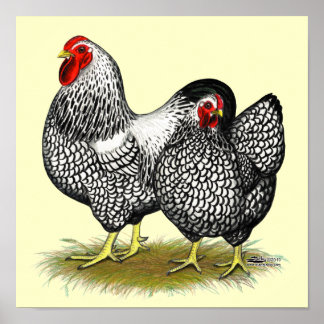 Wyandotte: Silver Pair Poster