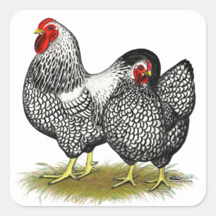 Wyandotte:  Silver Pair Square Sticker