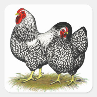Wyandotte: Silver Pair Square Sticker