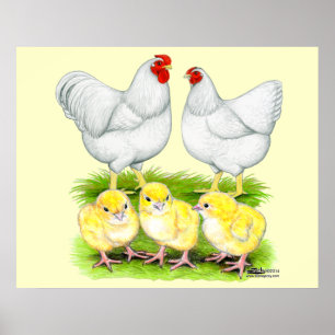 Wyandotte White Chicken Family Poster