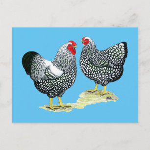 Wyandottes Silver-laced Pair Postcard