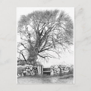 Wych Elm. Postcard of original