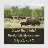 Wyoming Bison Nature Animal Photography