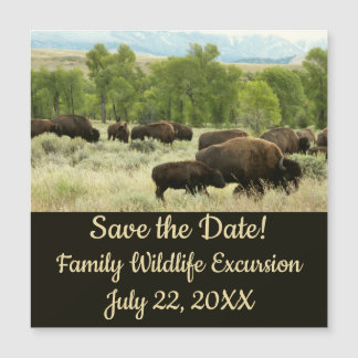 Wyoming Bison Nature Animal Photography