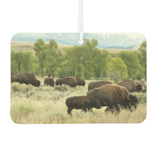 Wyoming Bison Nature Animal Photography Car Air Freshener (Front)