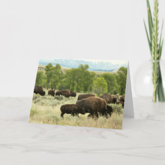 Wyoming Bison Nature Animal Photography Card