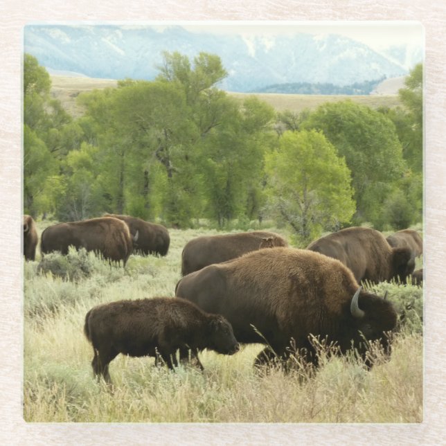 Wyoming Bison Nature Animal Photography Glass Coaster (Front)