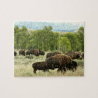 Wyoming Bison Nature Animal Photography