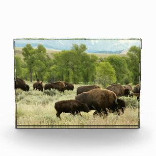 Wyoming Bison Nature Animal Photography Photo Block