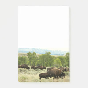 Wyoming Bison Nature Animal Photography Post-it Notes