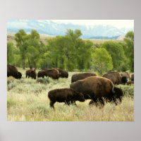 Wyoming Bison Nature Animal Photography