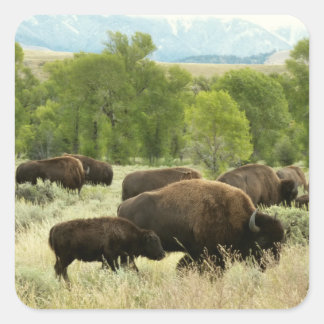 Wyoming Bison Nature Animal Photography Square Sticker