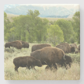 Wyoming Bison Nature Animal Photography Stone Coaster