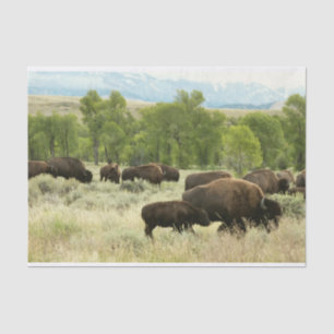 Wyoming Bison Nature Animal Photography Tissue Paper