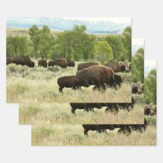 Wyoming Bison Nature Animal Photography Wrapping Paper Sheet