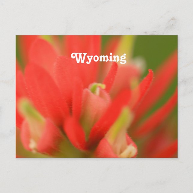 Wyoming Indian Paintbrush Postcard (Front)