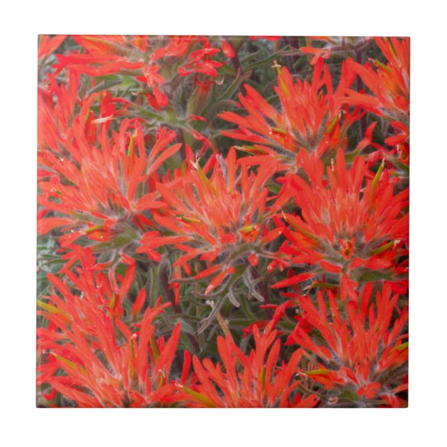 Wyoming, Lincoln County, Desert Paintbrush Tile (Front)
