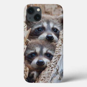 Wyoming, Lincoln County, Racoon iPhone 13 Case